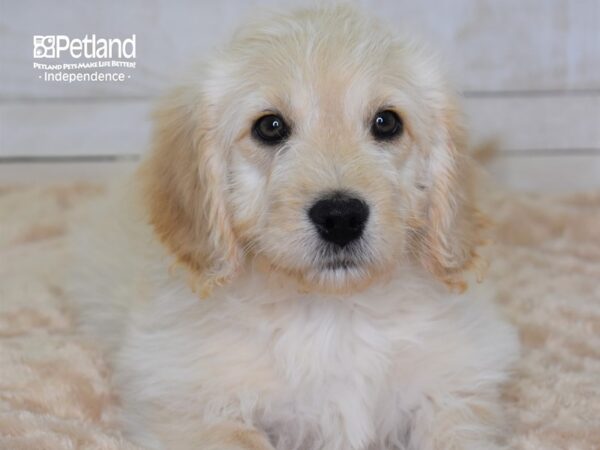 Miniature Goldendoodle DOG Male Golden 2310 Petland Independence, Missouri