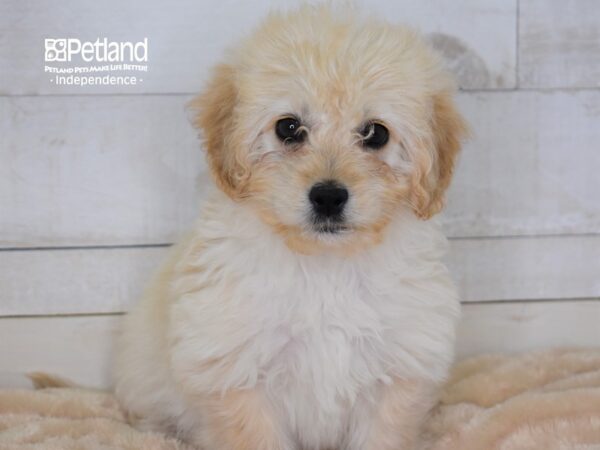 Miniature Goldendoodle DOG Female Golden 2311 Petland Independence, Missouri