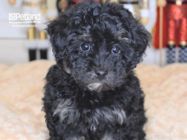 Morkie Poo-DOG-Female-Black and Tan-2313-Petland Independence, Missouri