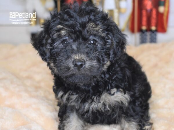 Morkie Poo DOG Female Black and Tan 2312 Petland Independence, Missouri