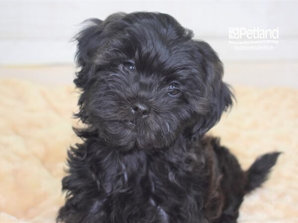 Shih Tzu DOG Male Black 2319 Petland Independence, Missouri