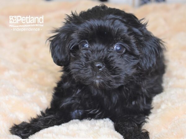 Malti Poo-DOG-Female-Black-2318-Petland Independence & Lee's Summit, MO