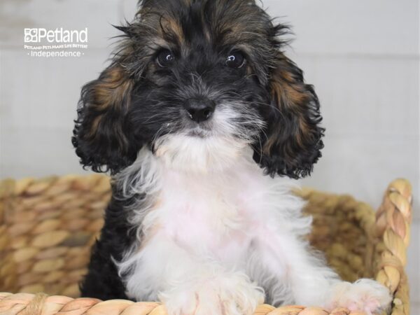 Cockapoo DOG Female TriColor 2302 Petland Independence, Missouri