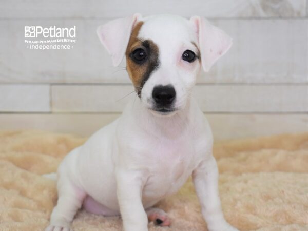 Jack Russell Terrier DOG Female White & Tan 2289 Petland Independence, Missouri