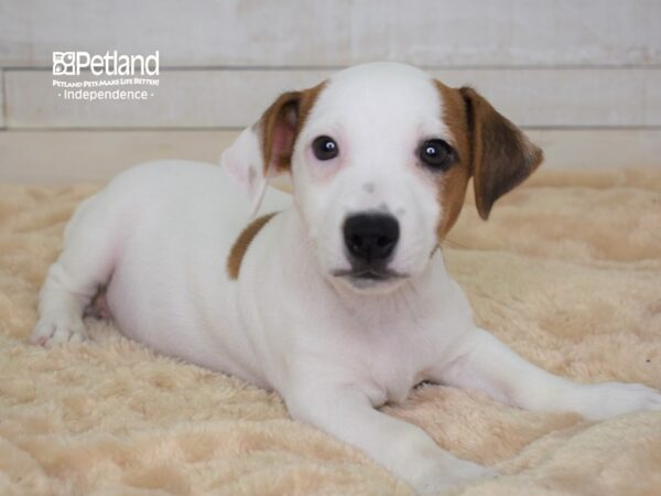 Jack Russell Terrier DOG Male White & Tan 2288 Petland Independence, Missouri