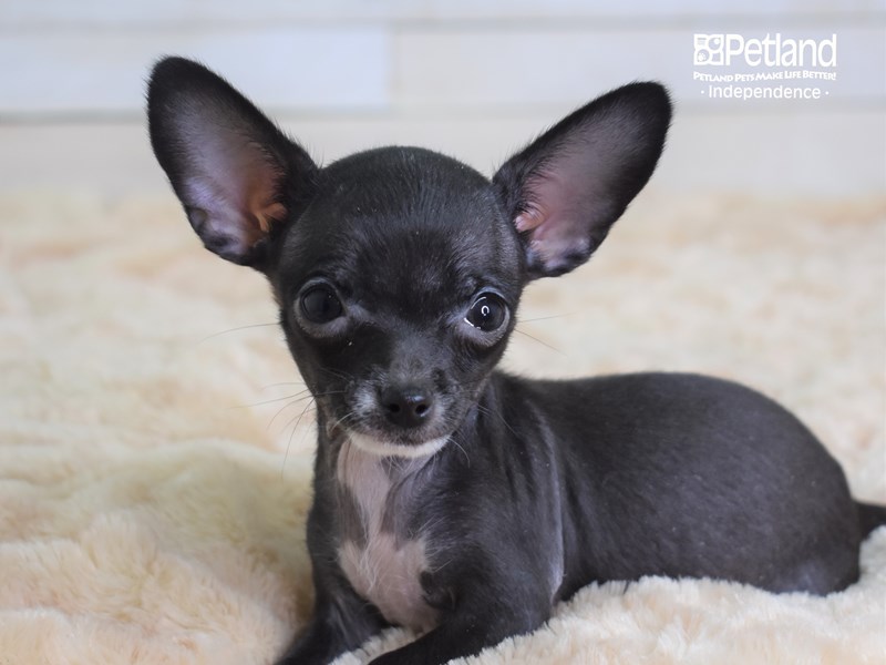 Chihuahua-DOG-Male-Black & White-2551652-Petland Independence, Missouri