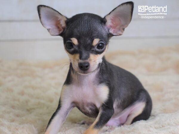 Chihuahua-DOG-Male-Chocolate & Tan-2246-Petland Independence & Lee's Summit, MO