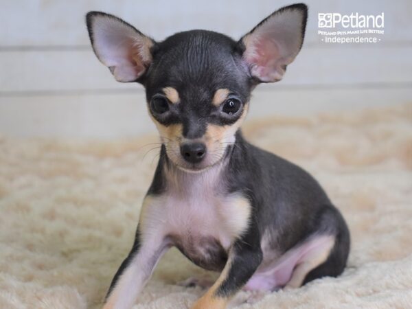 Chihuahua DOG Male Chocolate & Tan 2246 Petland Independence, Missouri