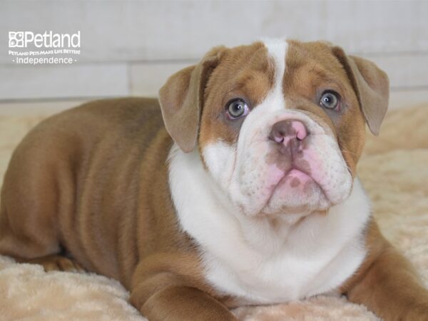 Olde English Bulldog-DOG-Female-Lilac Fawn-2321-Petland Independence, Missouri