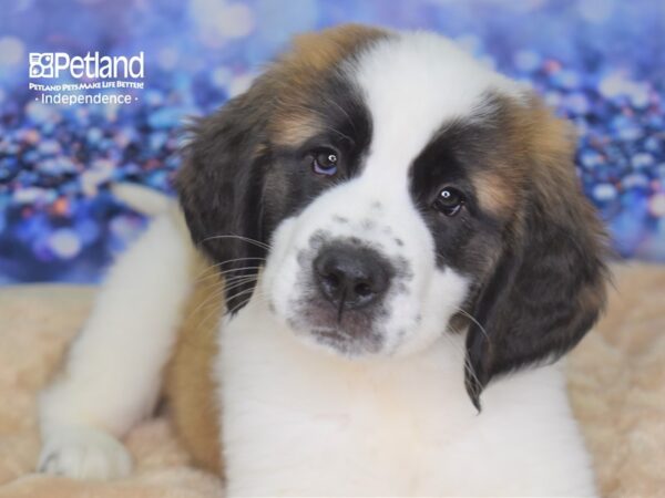 Saint Bernard DOG Female Mahogony and White 2330 Petland Independence, Missouri