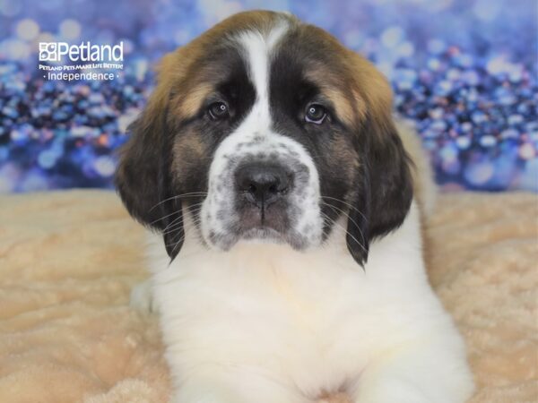 Saint Bernard DOG Male Mahogony and White 2329 Petland Independence, Missouri