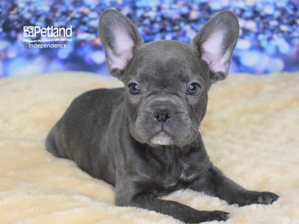 French Bulldog DOG Male Blue 2332 Petland Independence, Missouri