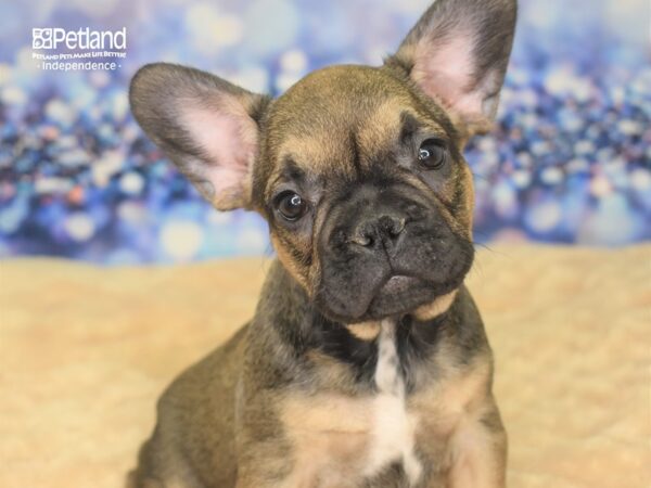 French Bulldog DOG Male Sable 2333 Petland Independence, Missouri