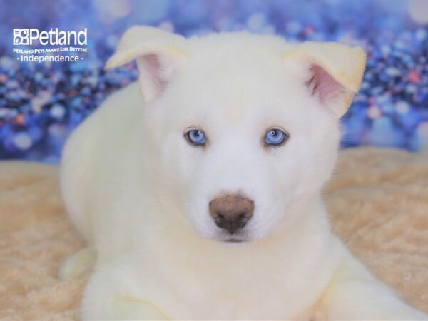 Siberian Husky DOG Male White 2335 Petland Independence, Missouri