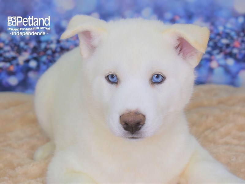 Siberian Husky-DOG-Male-White-2577470-Petland Independence, Missouri