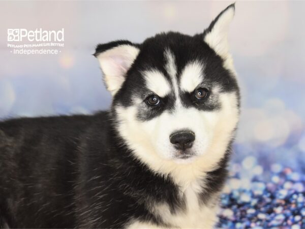 Siberian Husky DOG Female Black and White 2334 Petland Independence, Missouri