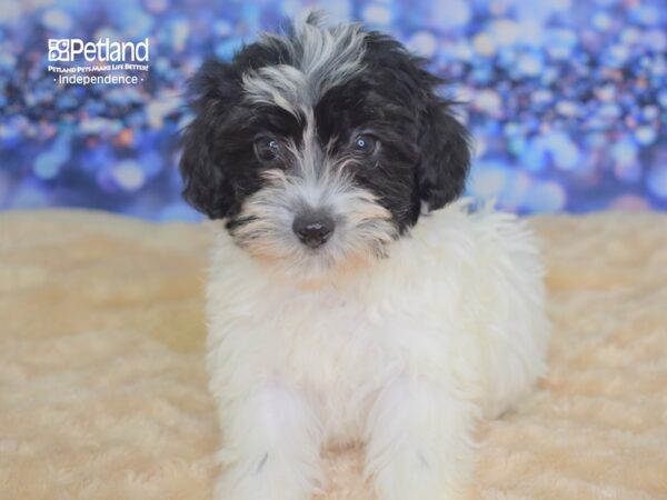 Hava Poo DOG Female Black and White Parti 2337 Petland Independence, Missouri