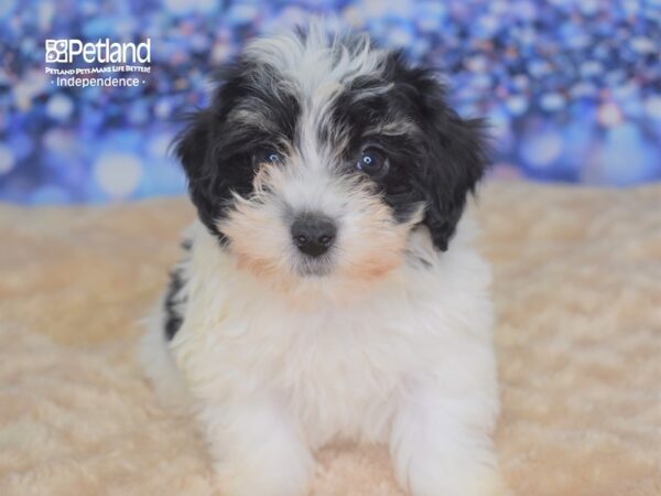 Havapoo DOG Female Black and White Parti 2338 Petland Independence, Missouri