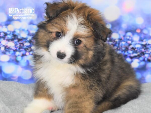 Miniature Australian Shepherd-DOG-Male-Sable-2341-Petland Independence & Lee's Summit, MO