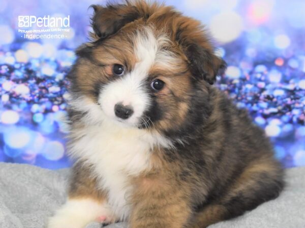 Miniature Australian Shepherd DOG Male Sable 2341 Petland Independence, Missouri