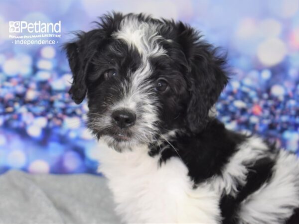Mini Saint Berdoodle-DOG-Female-Black and White-2339-Petland Independence, Missouri