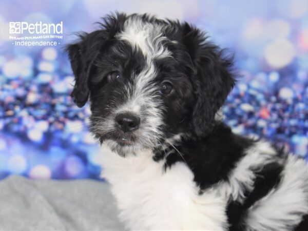 Mini Saint Berdoodle-DOG-Female-Black and White-2339-Petland Independence & Lee's Summit, MO