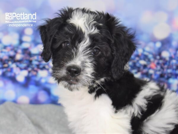 Mini Saint Berdoodle DOG Female Black and White 2339 Petland Independence, Missouri