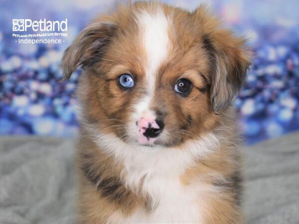 Toy Australian Shepherd-DOG-Male-Red Merle-2343-Petland Independence & Lee's Summit, MO