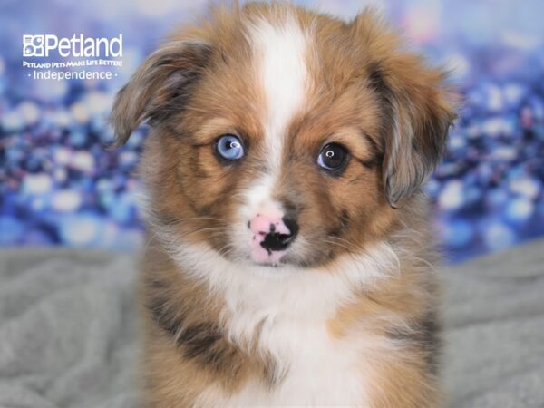 Toy Australian Shepherd DOG Male Red Merle 2343 Petland Independence, Missouri