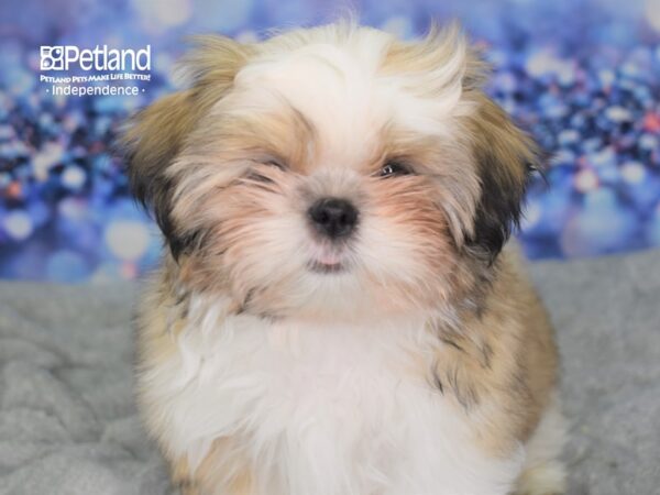 Shih Tzu DOG Male Gold and White 2340 Petland Independence, Missouri