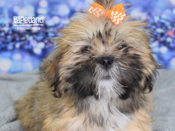 Lhasa Apso-DOG-Female-Red Gold-2282-Petland Independence & Lee's Summit, MO