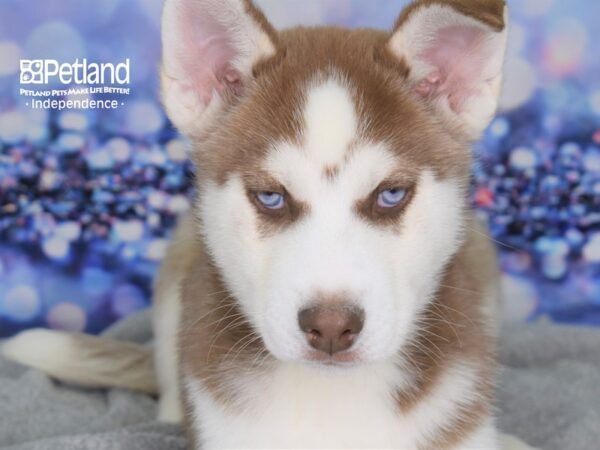 Siberian Husky-DOG-Male-Red and White-2344-Petland Independence & Lee's Summit, MO