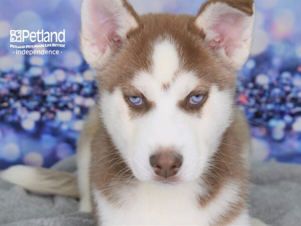 Siberian Husky DOG Male Red and White 2344 Petland Independence, Missouri