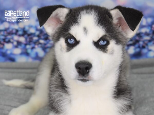 Siberian Husky DOG Female Black and White 2347 Petland Independence, Missouri