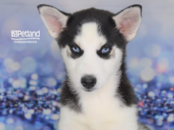 Siberian Husky DOG Female Black and White 2346 Petland Independence, Missouri