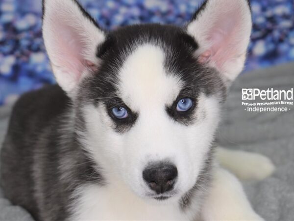 Siberian Husky DOG Female Black and White 2345 Petland Independence, Missouri