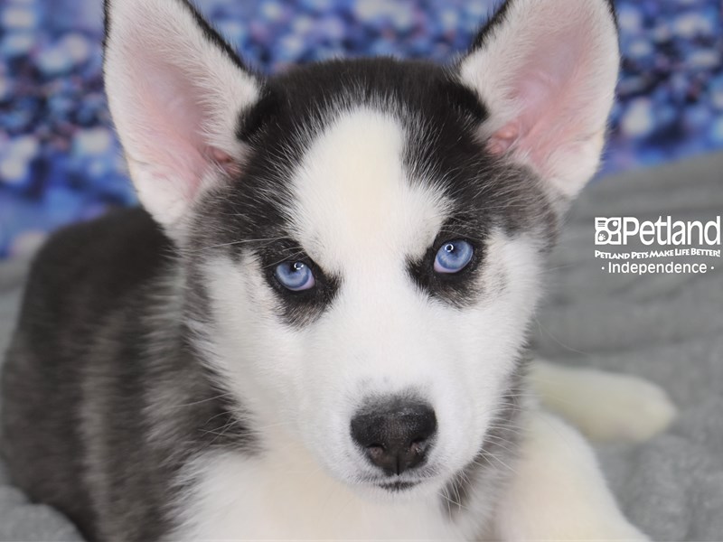 Siberian Husky-DOG-Female-Black and White-2579256-Petland Independence, Missouri