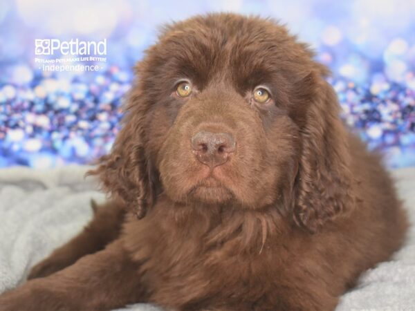 Newfoundland-DOG-Male-Bronze-2353-Petland Independence, Missouri