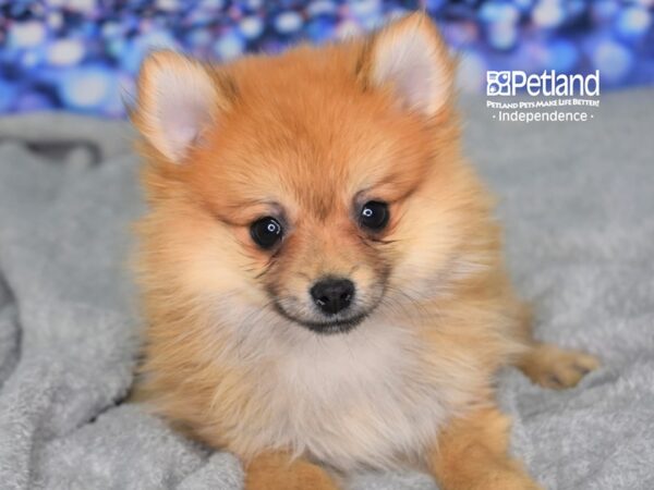 Pomeranian DOG Female Orange 2354 Petland Independence, Missouri