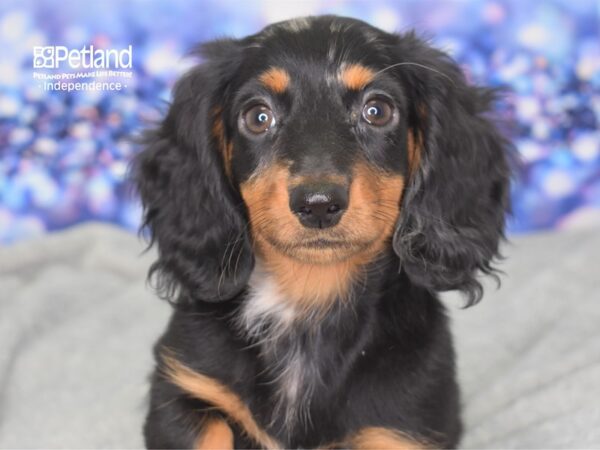 Dachshund DOG Female Black and Silver Dapple 2350 Petland Independence, Missouri