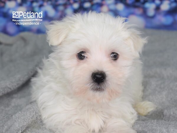 Maltese DOG Female White 2352 Petland Independence, Missouri