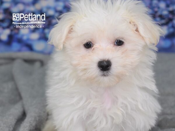 Maltese DOG Male White 2351 Petland Independence, Missouri