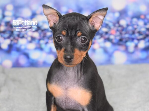 Miniature Pinscher-DOG-Female-Black & Tan-2356-Petland Independence, Missouri