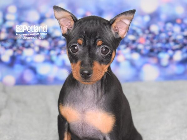 Miniature Pinscher DOG Female Black & Tan 2356 Petland Independence, Missouri