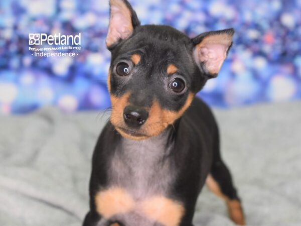 Miniature Pinscher DOG Male Black & Tan 2355 Petland Independence, Missouri