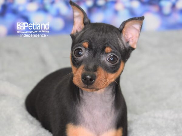 Miniature Pinscher DOG Male Black & Tan 2357 Petland Independence, Missouri