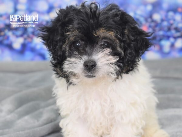 Hava Poo DOG Female Black and White Parti 2363 Petland Independence, Missouri