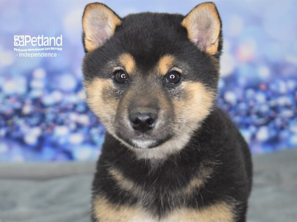 Shiba Inu-DOG-Male-Black & Tan-2361-Petland Independence & Lee's Summit, MO