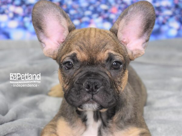 French Bulldog DOG Male Sable 2364 Petland Independence, Missouri