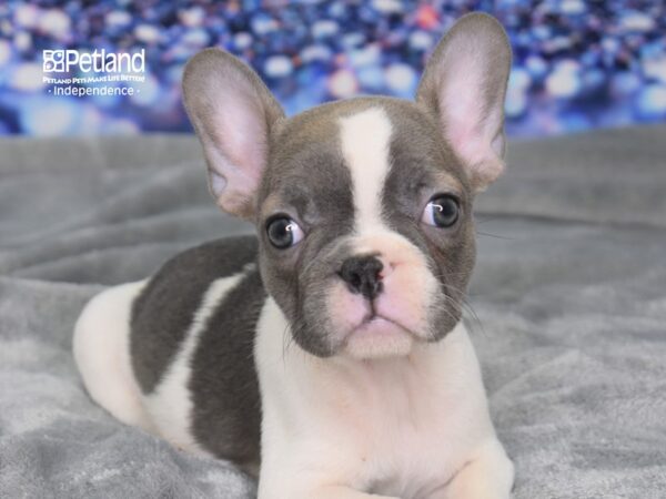 French Bulldog-DOG-Female-Blue Fawn Piebald-2366-Petland Independence & Lee's Summit, MO